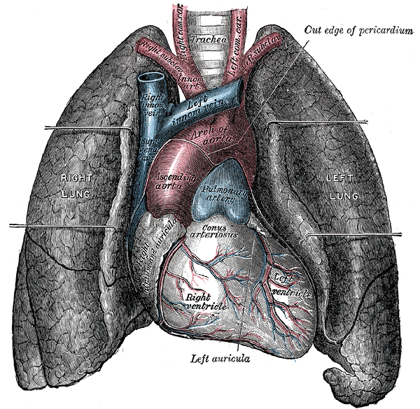 Anatomical illustration of the human heart